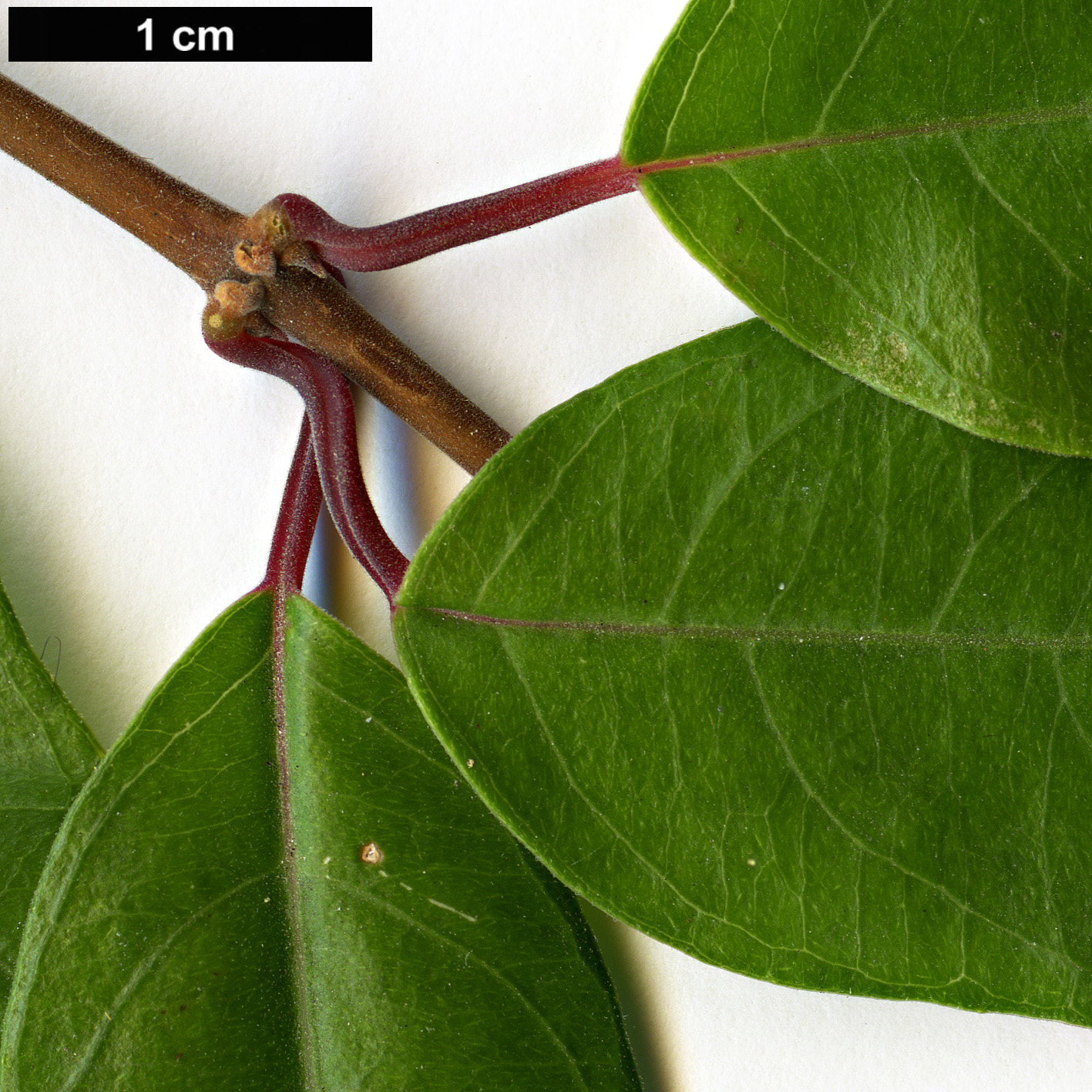 High resolution image: Family: Onagraceae - Genus: Fuchsia - Taxon: regia - SpeciesSub: subsp. serrae